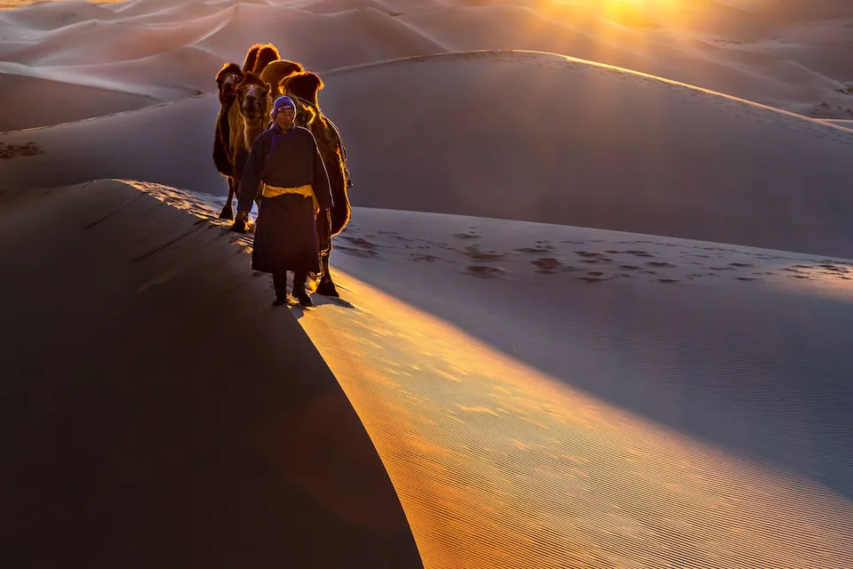 A camel caravan crosses golden dunes at sunset in Mongolia's Gobi Desert