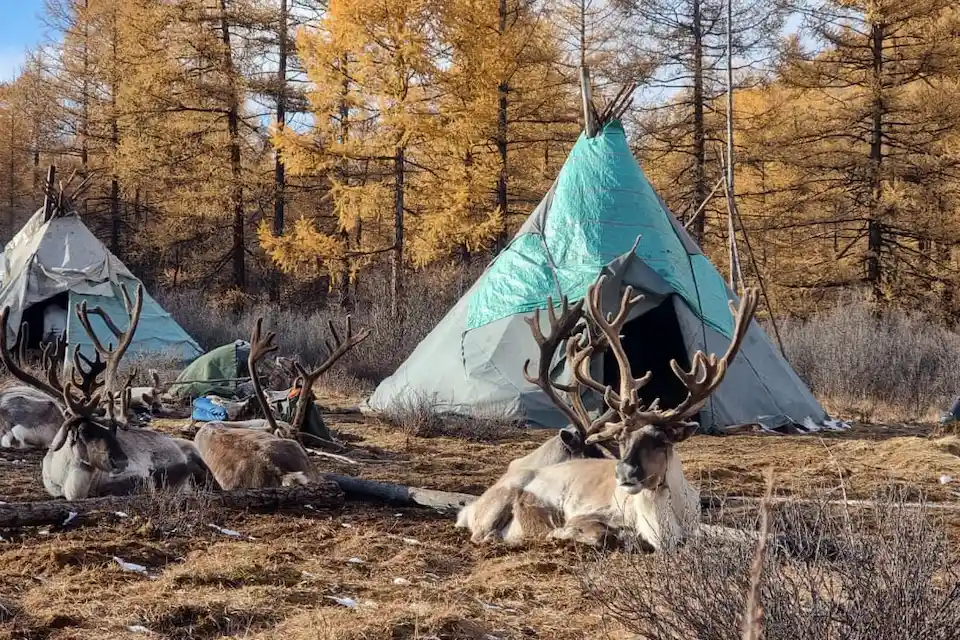 A peaceful moment in northern Mongolia where reindeer herders relax near their conical tents, surrounded by golden autumn trees