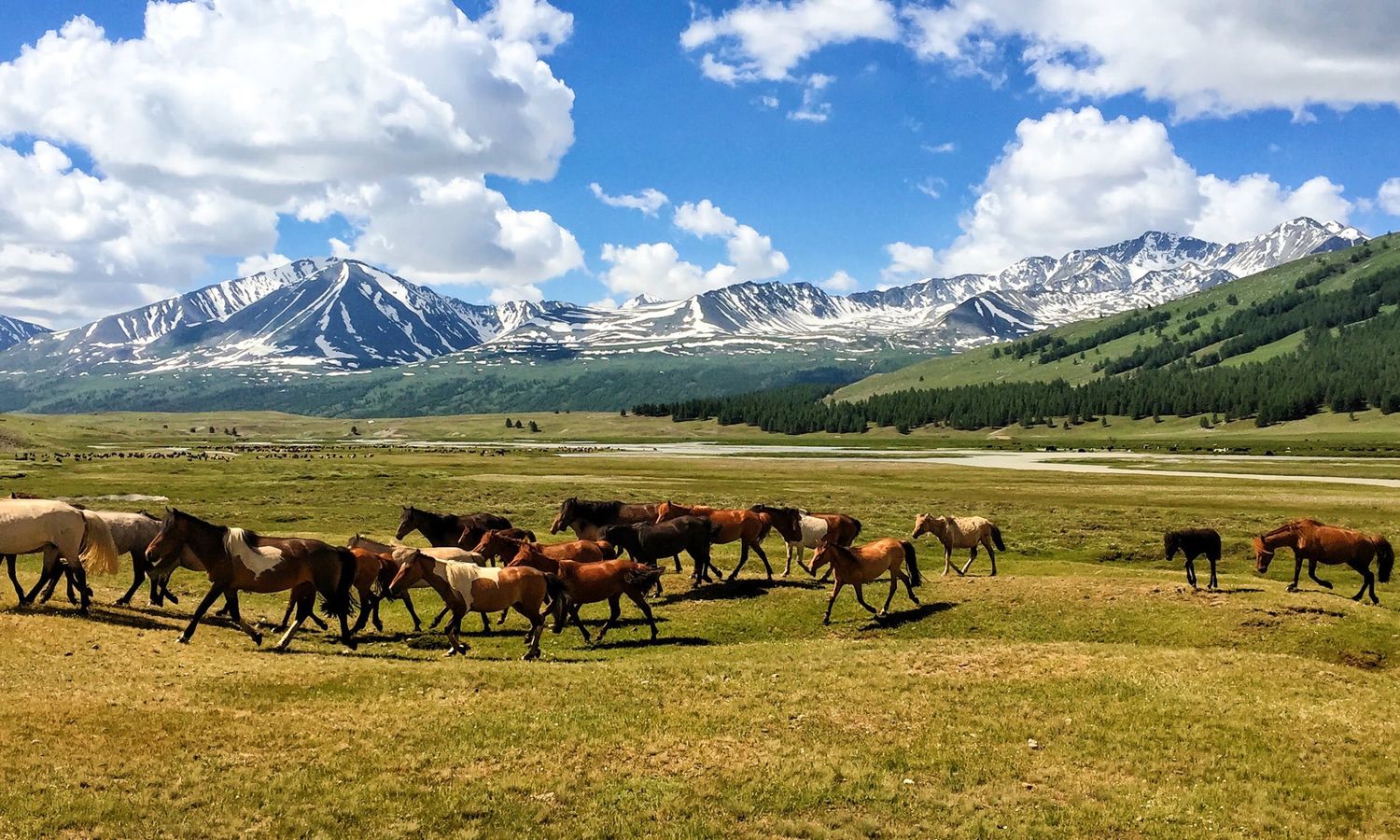 A herd of horses running across a green valley beneath snow-capped Altai peaks