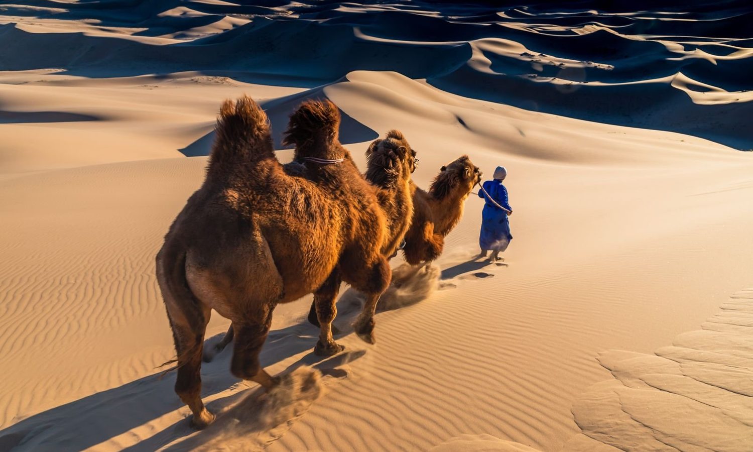 Bactrian camels following a herder down a golden dune in the Gobi Desert