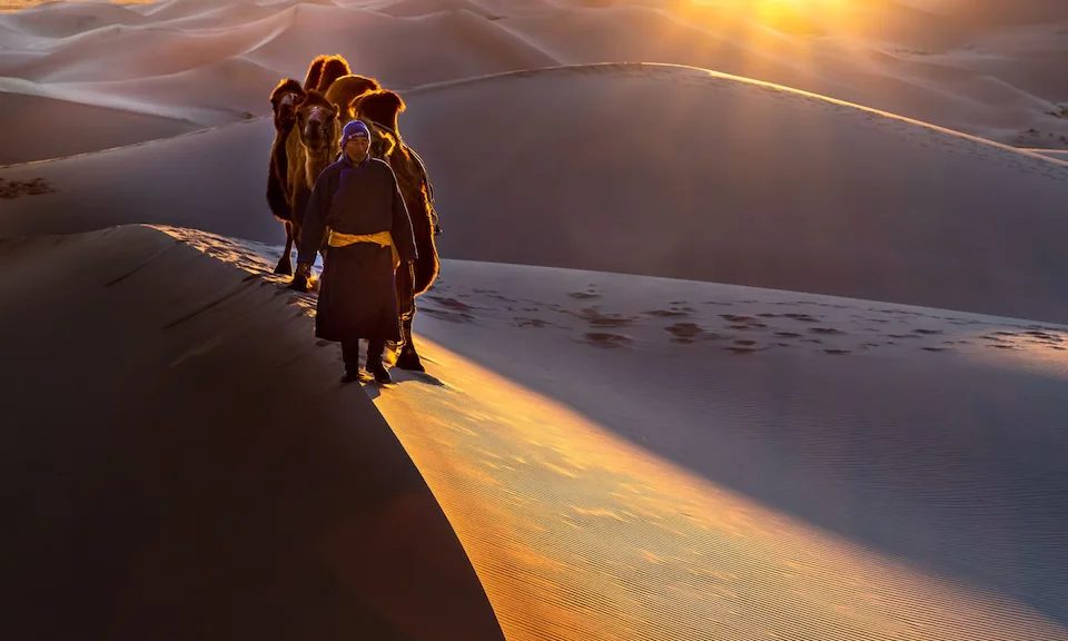 A Mongolian herder leading Bactrian camels along a dune crest at sunrise