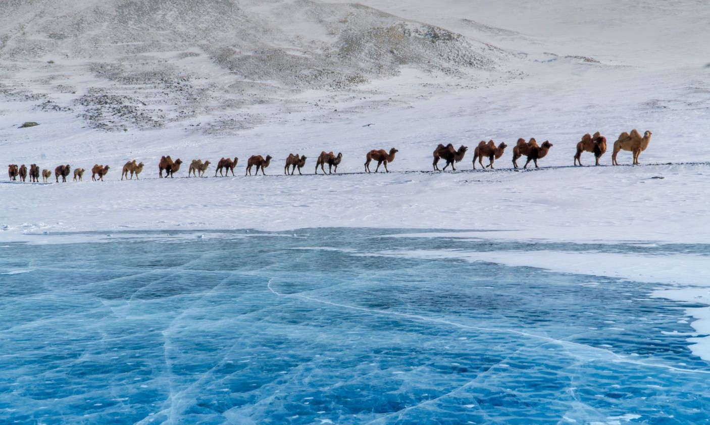 Bactrian camels crossing a frozen blue lake during the winter migration in the Mongolian Altai