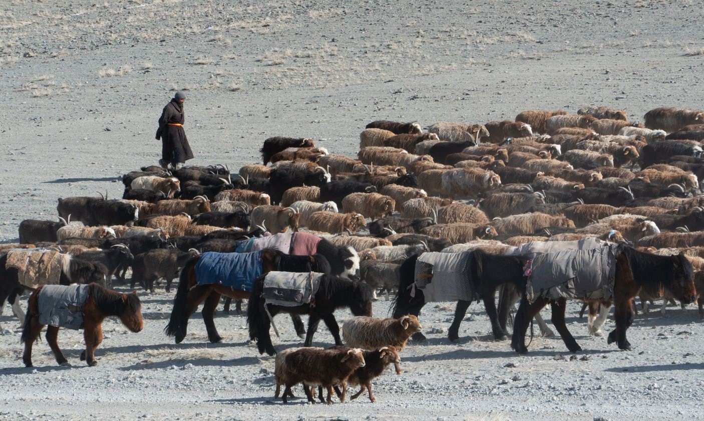 A Kazakh herder walking beside blanketed horses and a flock of sheep and goats in Western Mongolia